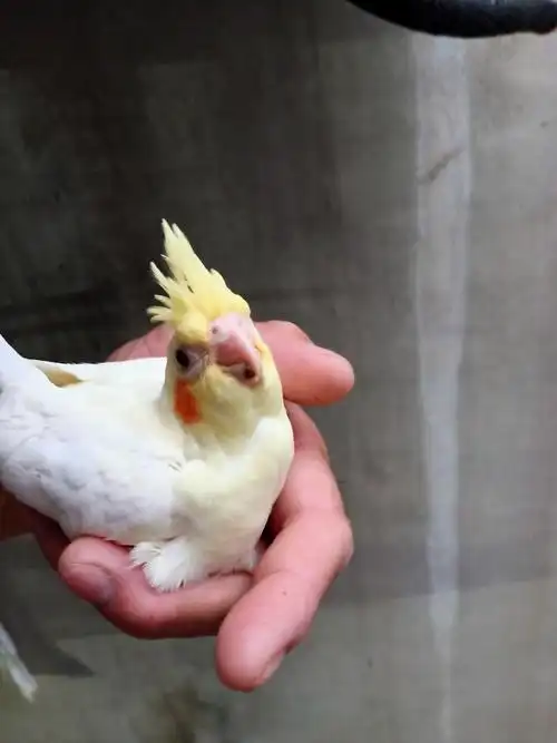 玄凤幼鸟金头派特出售