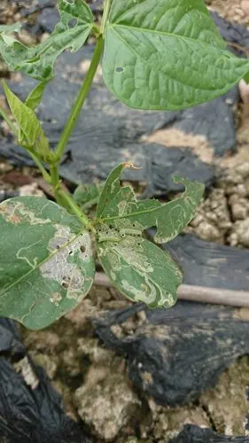 "钉丝"24小时豆角死虫效果