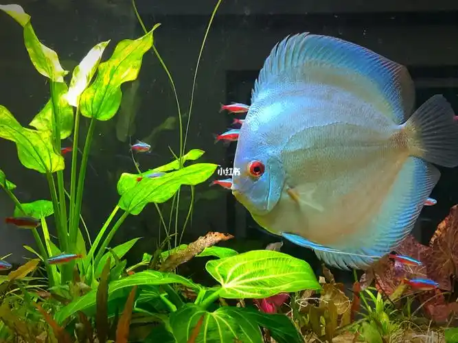 生态缸七彩神仙鱼蓝鱼颜值巅峰300已卖了