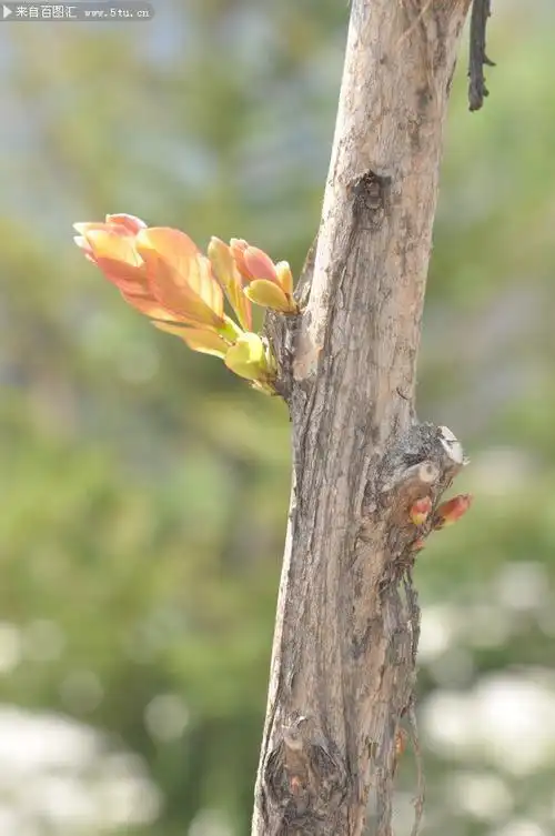 春天小树萌发的新芽