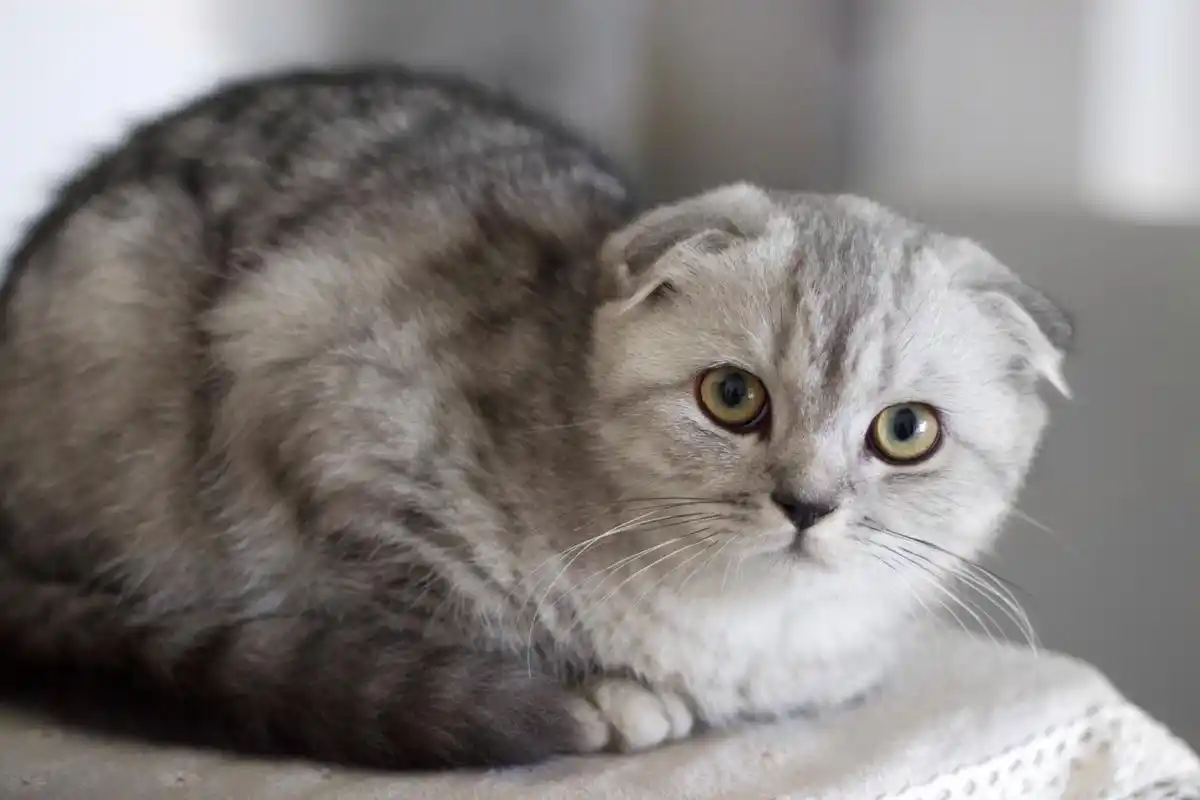 苏格(苏格兰折耳猫)