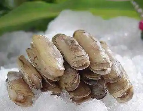 蛏子读音是什么?蛏子的营养价值有哪些?