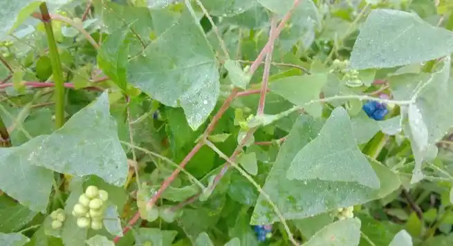 陈易玄##中国道家##中医养生