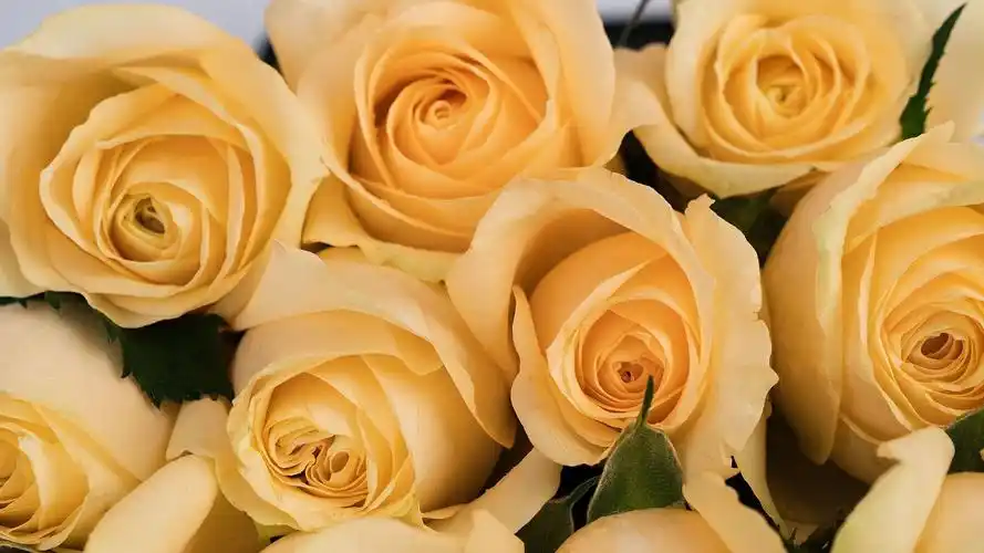 教师节送香槟玫瑰的花语