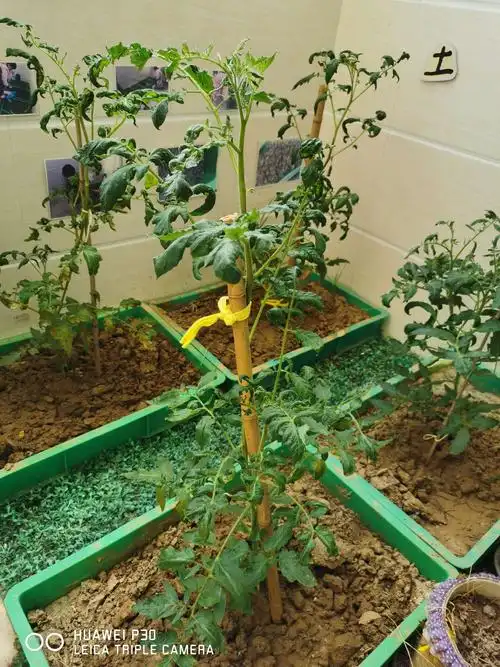 番茄架子搭搭乐