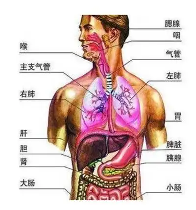 肝不好后背哪个位置疼图片,右侧肩背部的位置会疼痛