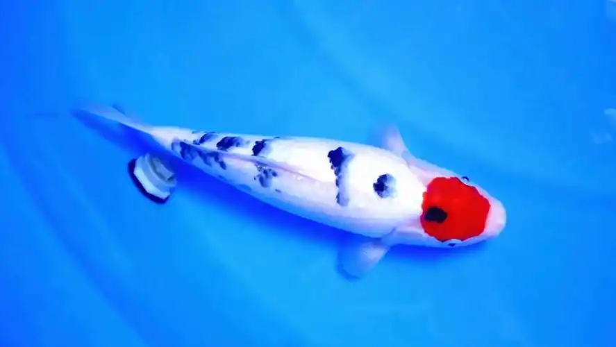 丸堂丹顶大正三色锦鲤,雌三十五公分观赏鱼.