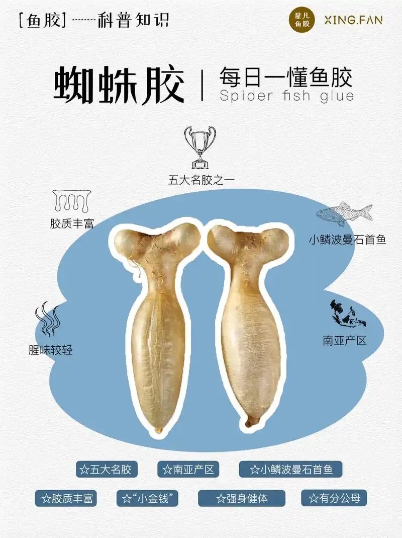 每日一懂鱼胶—【蜘蛛胶】蜘蛛胶是名贵鱼胶品种,来源于石首鱼科 - 抖