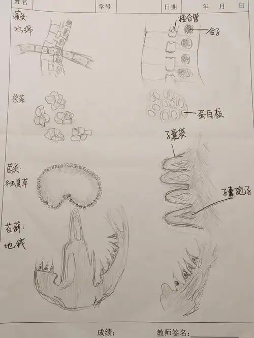 构造简单:较低等的苔藓植物常为扁平的