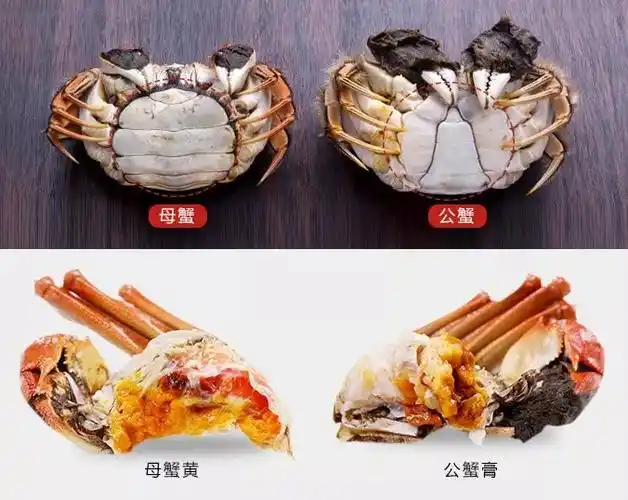 螃蟹公母区分图片有三种吗怎么识别