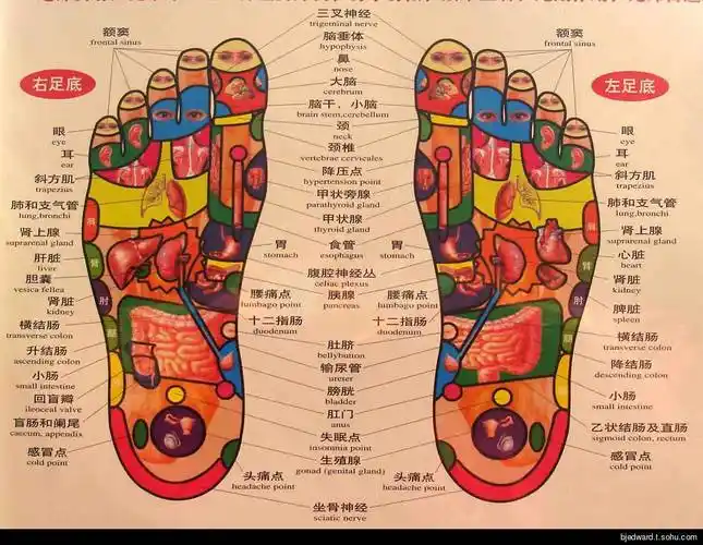 足底反射区