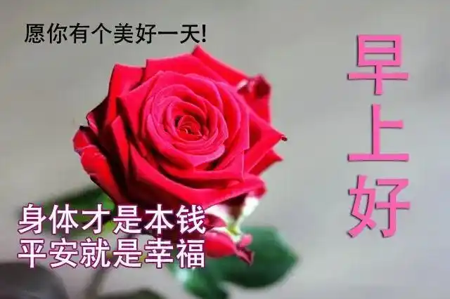 早晨好幸福暖心的问候表情图片5月漂亮好看的早上好美图鲜花带字