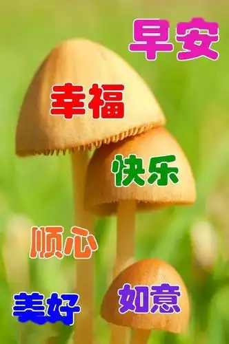 中老年表情包早上好健康第一快乐第一