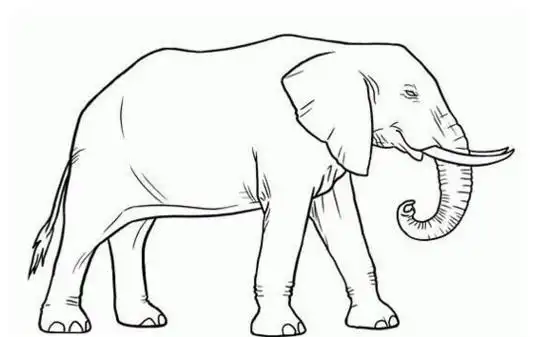 儿童动物简笔画大全_教你画大象