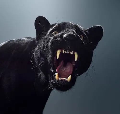 动物凶猛:摄影师用给明星拍写真的方式,给狮虎豹拍照