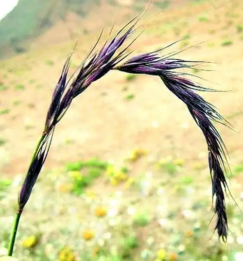 p> i>弯穗草 /i>是一种植物.形态描述一年生草本. /p>