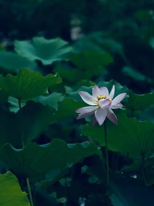 1080_1439竖版 竖屏