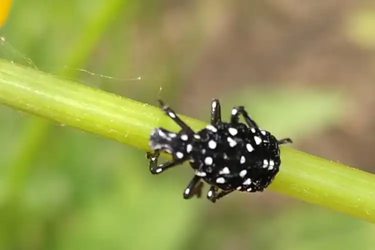 帝都玩虫记之斑衣蜡蝉