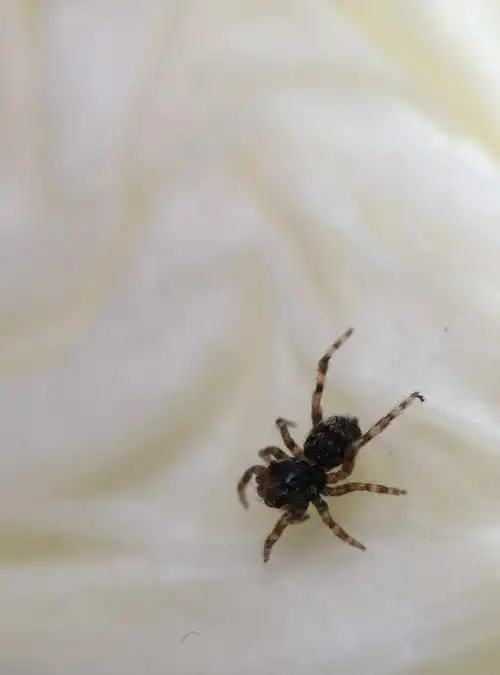 寻找(一只小跳蛛,约两毫米) - 美篇