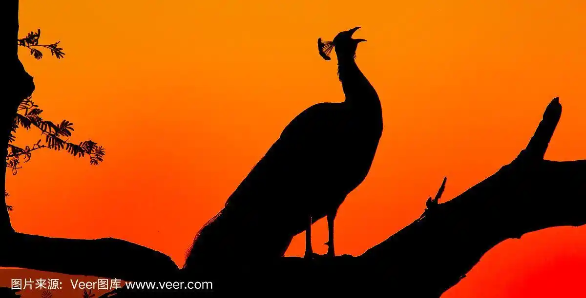 日出时的孔雀剪影