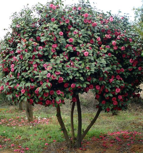开花耐冬茶花庭院植物树苗冬季花茶景点观赏时令草本花卉