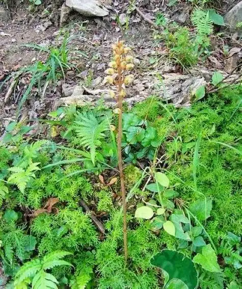 野生天麻长什么样图片