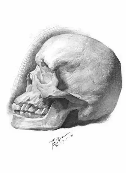 素描从静物练习到头像头骨需要重点掌握