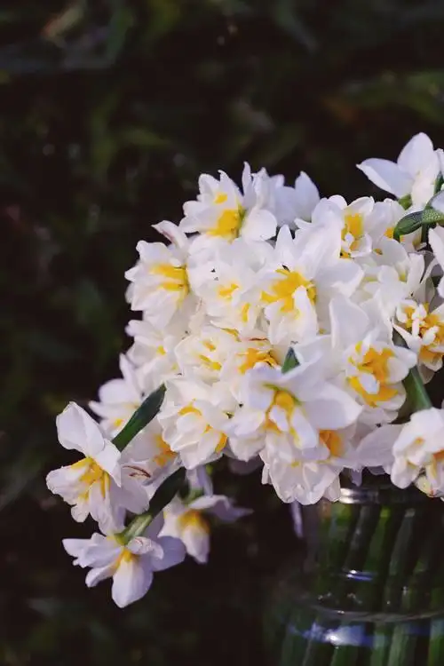 水仙花,玉玲珑,重瓣水仙 - tio1986 - 图虫