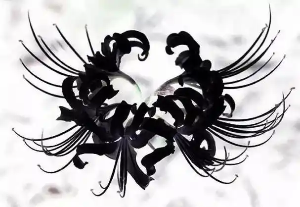 黑色彼岸花的花语是什么