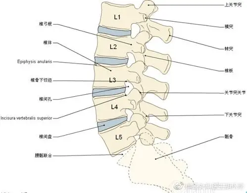 脊柱的关节突关节