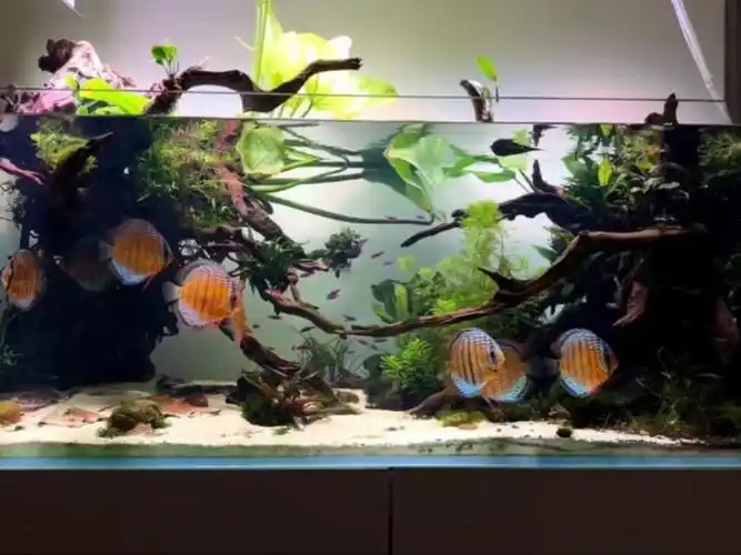 野生七彩神仙鱼,野生铁饼