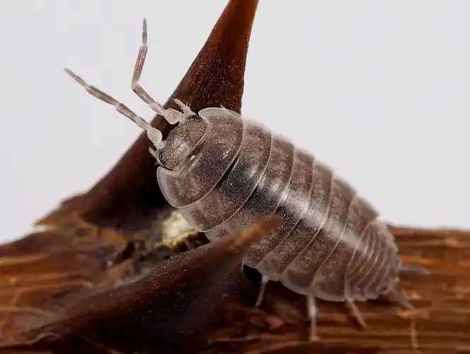 展开全部 潮虫,不潮湿,打扫卫生死角就没有了.