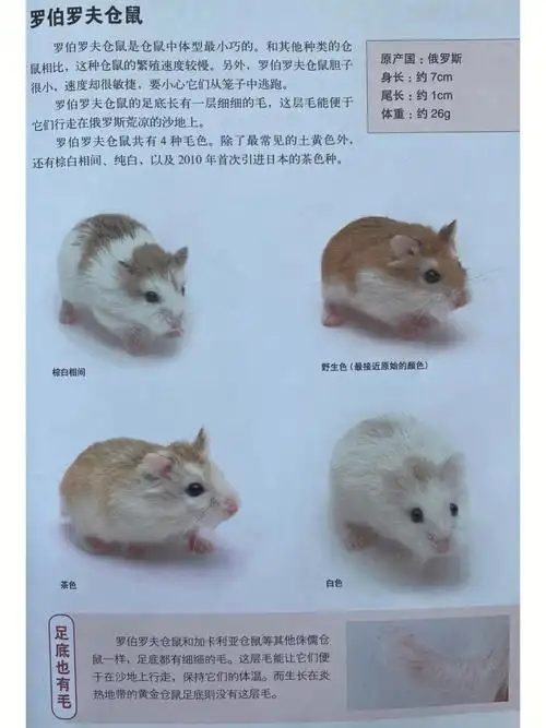 仓鼠侏儒仓鼠及稀有仓鼠图鉴善待动物呼吁
