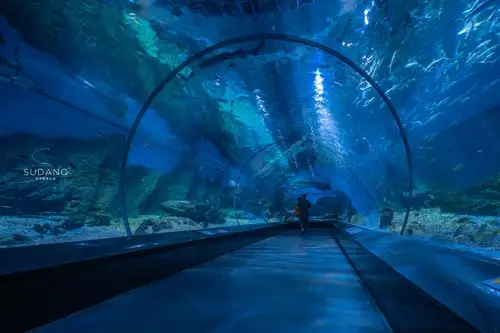 大江大湖大武汉武汉也有一片海洋世界潜水喂食鲨鱼太刺激