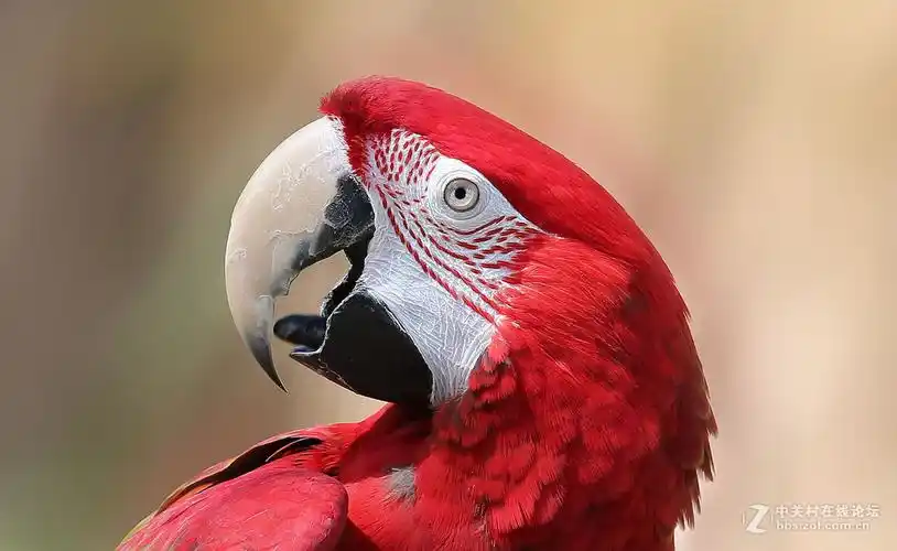 金刚鹦鹉鸿运当头