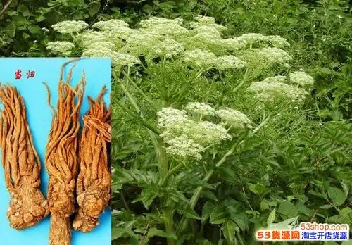 当归的药效和作用是什么?对月经不调有效吗