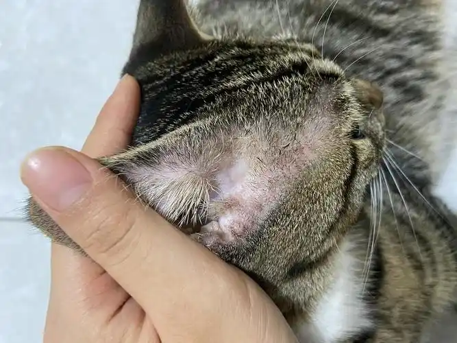 求助猫咪耳朵这里不知道是猫藓还是什么