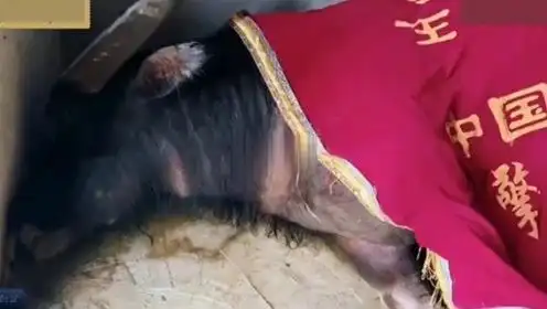 牛王擎天柱走了,主人泪如雨下,葬礼更是体面!