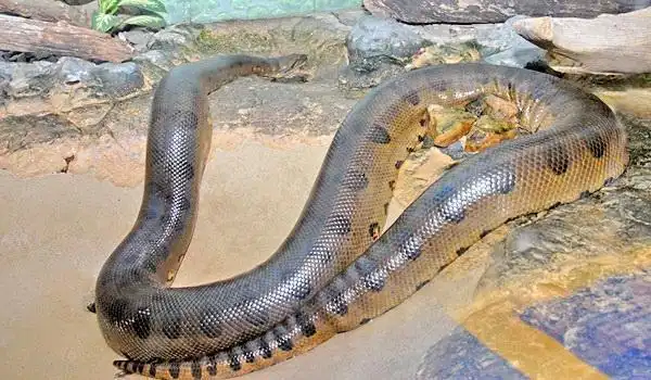 亚马逊森蚺是现今世界上最大的蚺无毒它仅生活在南美洲