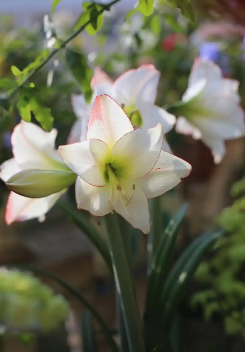 蓝雪花树下的朱顶红花边石竹 67
