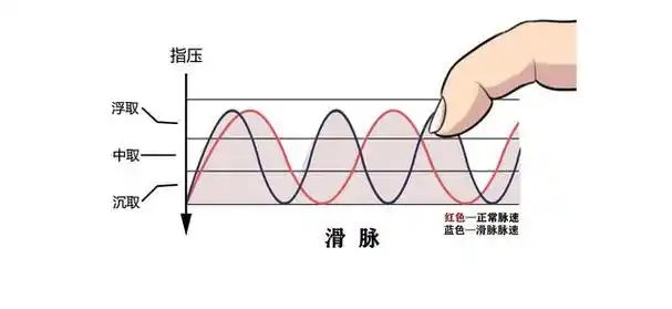 脉法系列讲座滑脉