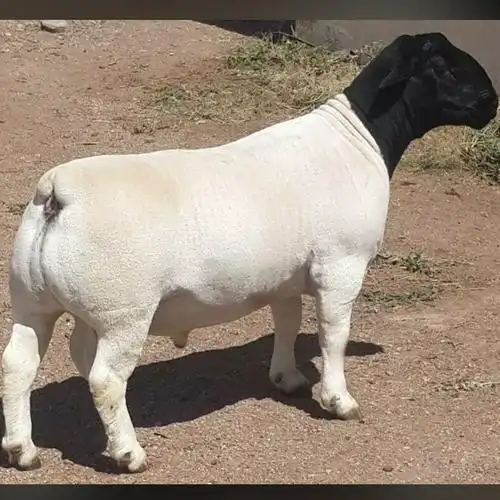 邹城市精品杜泊绵羊,波尔山羊养殖技术交流,销售13854704737