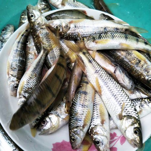 石斑鱼浙江千岛湖新鲜活鱼野生山溪水冷水剖肚顺丰其它