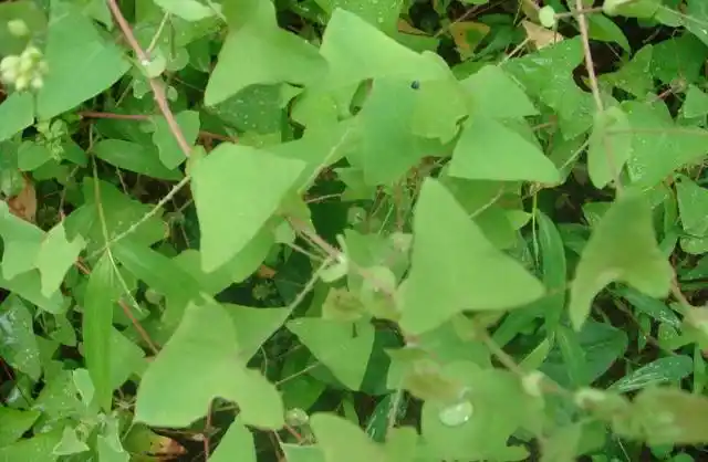 蛇不过草,又名:扛板归