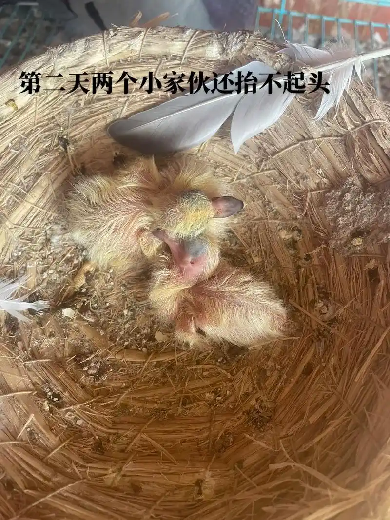 幼鸽出壳一至五天的变化后续的我会持续更新.#鸽子 #养鸽人  - 抖音