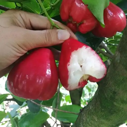 黑珍珠莲雾新鲜水果红宝石莲雾果热带应季孕妇水果15斤红宝石莲雾1斤