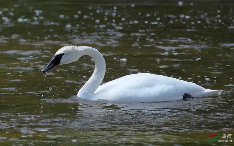 黑嘴天鹅