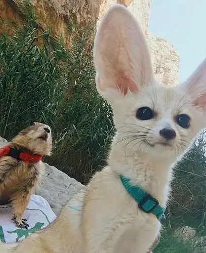 来吸超凶的耳廓狐呀!简直可爱到我不能呼吸