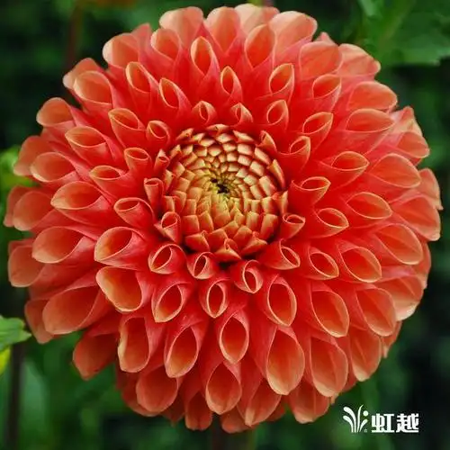 大丽花"琳达"—球形花型