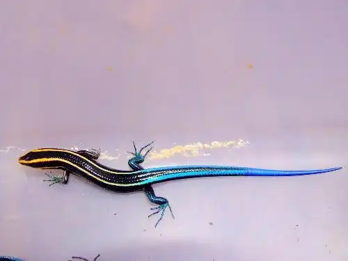 谁能告诉我这具体是一种什么动物?